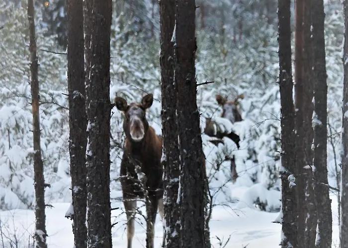 Mathildan Marina * Matildedal